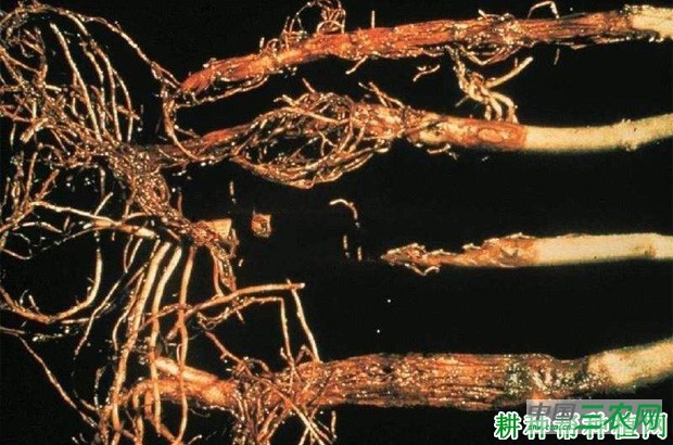 豆角根腐病如何防治？