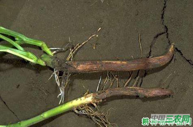 豆角根腐病如何防治？