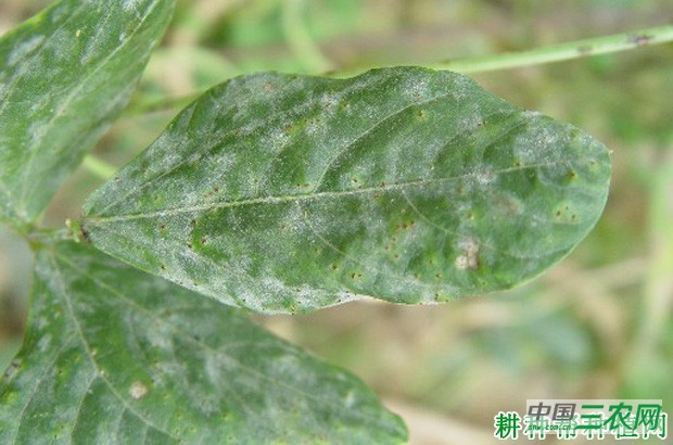 豆角白粉病如何防治？