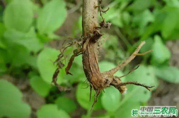 豆角根腐病如何防治？