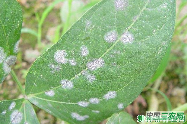 豆角白粉病如何防治？
