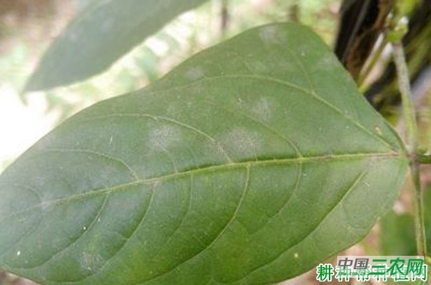 豆角白粉病如何防治？