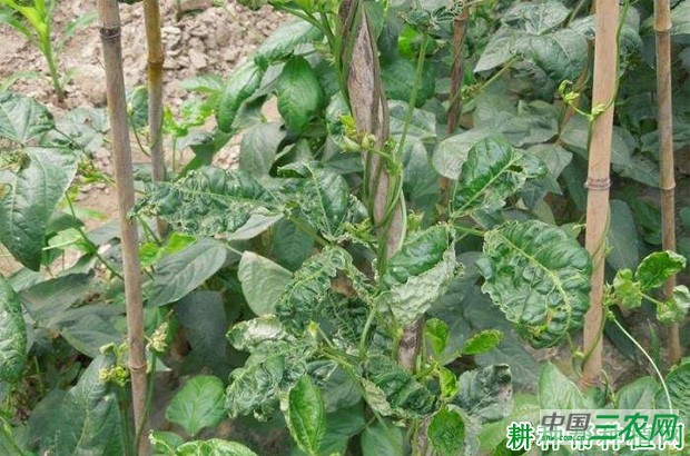 豆角病毒病如何防治？