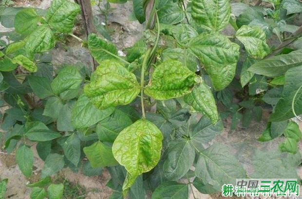 豆角病毒病如何防治？