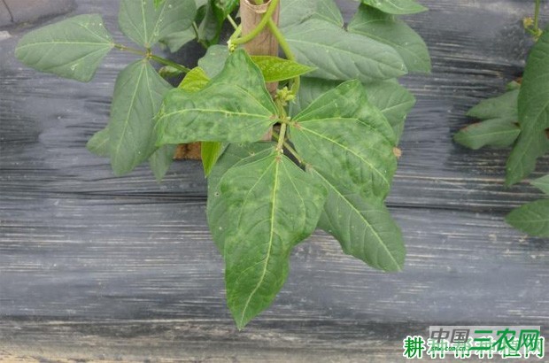 豆角病毒病如何防治？