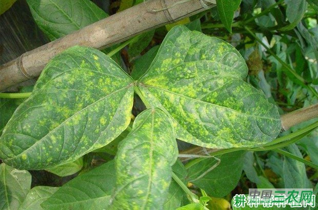 豆角病毒病如何防治？