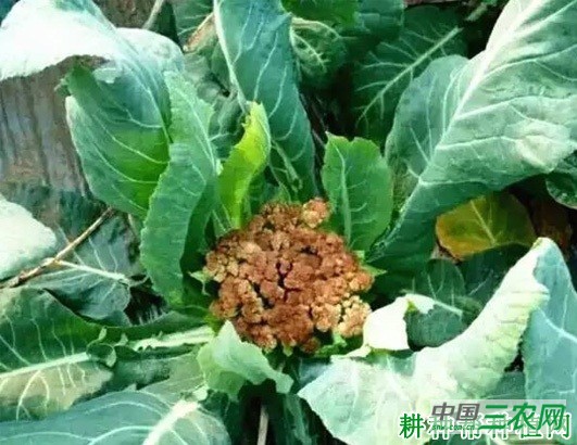 西兰花（青花菜）黄花球、焦蕾如何预防？