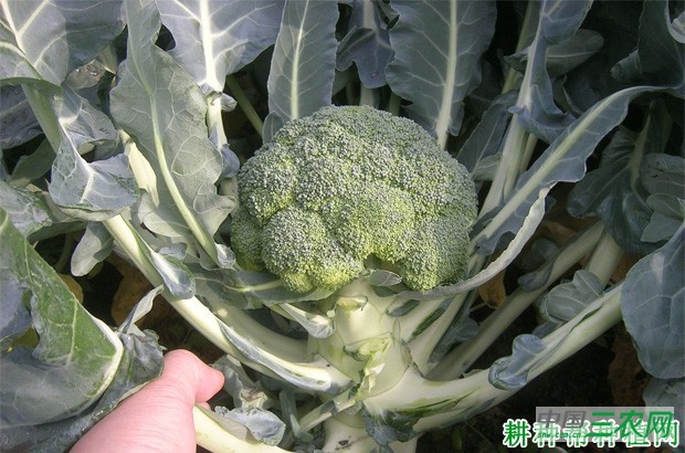 西兰花(青花菜)夹叶花球如何预防? 西兰花(青花菜)夹叶花球如何预防?