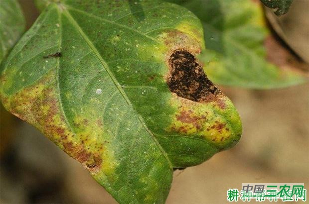 豆角角斑病如何防治？