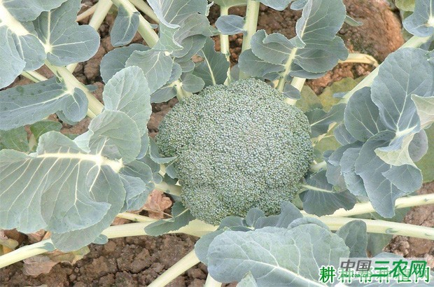 西兰花(青花菜)夹叶花球如何预防? 西兰花(青花菜)夹叶花球如何预防?