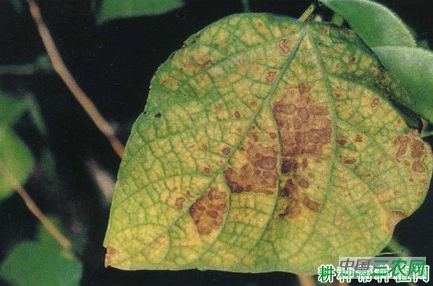 豆角角斑病如何防治？