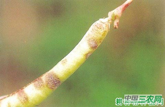 豆角角斑病如何防治？