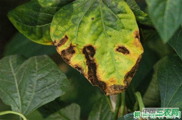 豆角角斑病如何防治？