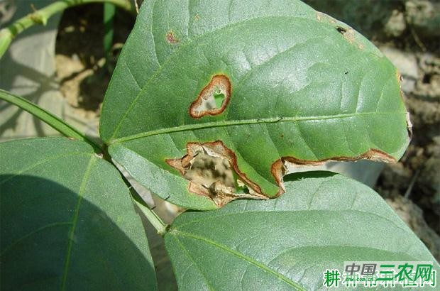 豆角炭疽病如何防治? 豆角炭疽病如何防治?