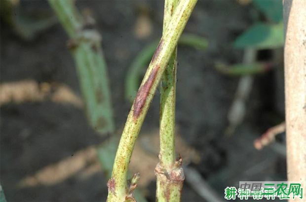 豆角炭疽病如何防治? 豆角炭疽病如何防治?