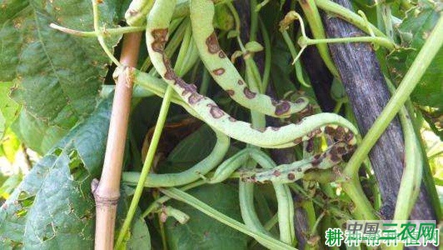 豆角炭疽病如何防治? 豆角炭疽病如何防治?