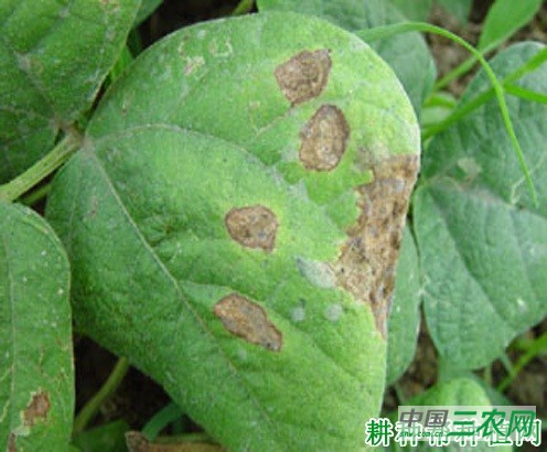 豆角炭疽病如何防治? 豆角炭疽病如何防治?