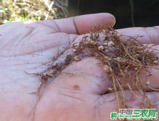 豆角根结线虫病如何防治？