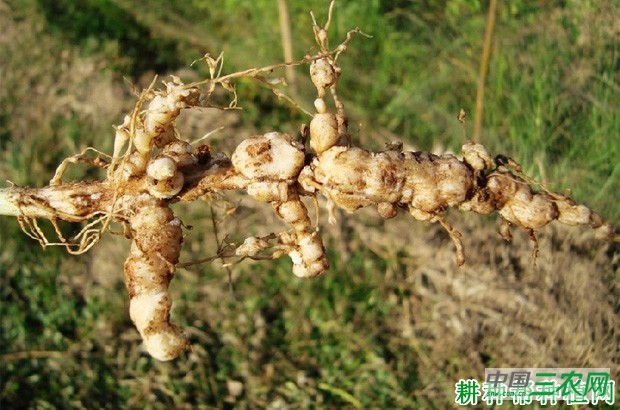 豆角根结线虫病如何防治？