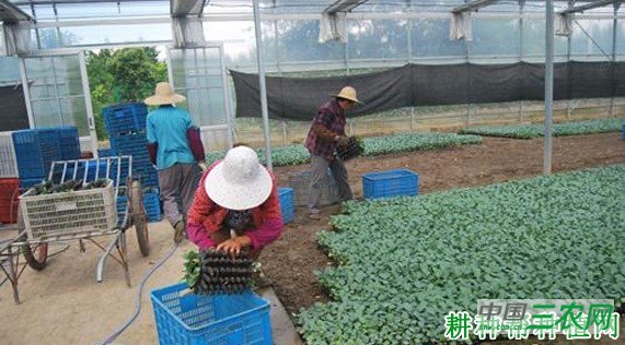 西兰花（青花菜）早期抽薹如何预防？