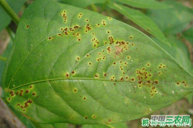 豆角锈病如何防治？