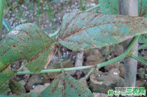 豆角锈病如何防治？
