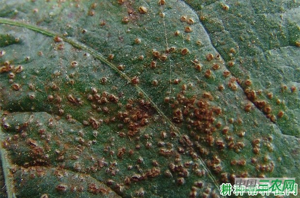 豆角锈病如何防治？