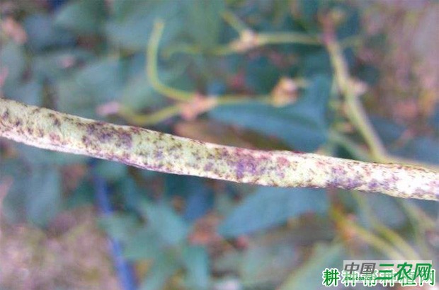 豆角锈病如何防治？