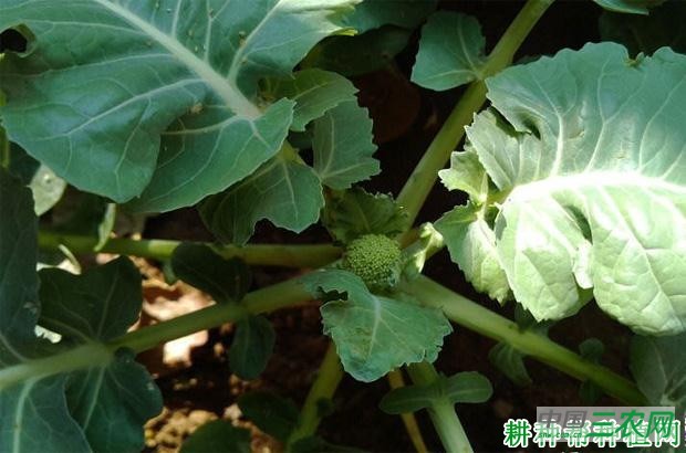 西兰花（青花菜）早期抽薹如何预防？