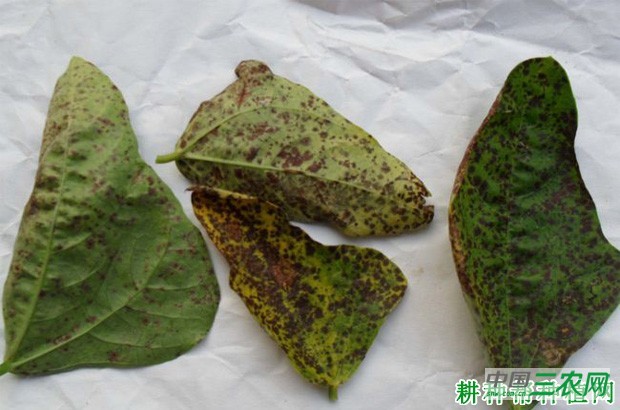 豆角锈病如何防治？