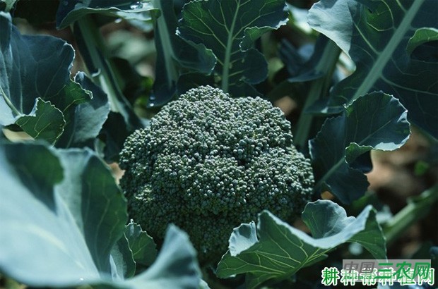 越冬西兰花(青花菜)如何种植? 越冬西兰花(青花菜)如何种植?