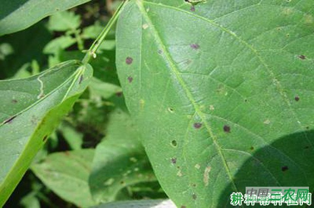 豆角红斑病如何防治? 豆角红斑病如何防治?