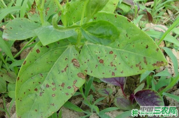 豆角红斑病如何防治? 豆角红斑病如何防治?