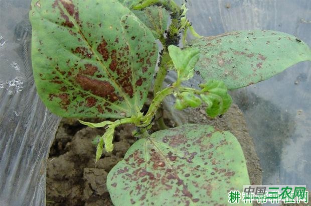 豆角红斑病如何防治? 豆角红斑病如何防治?