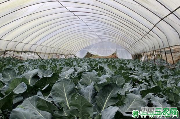 越冬西兰花(青花菜)如何种植? 越冬西兰花(青花菜)如何种植?