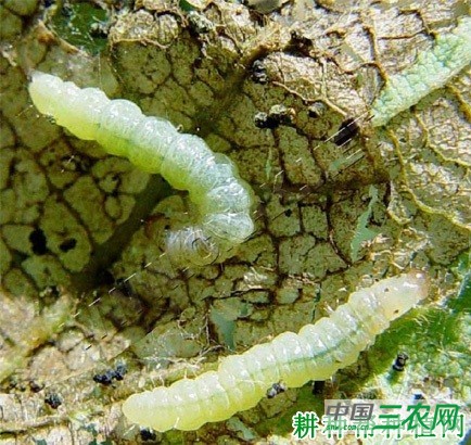 豆卷叶螟如何防治？