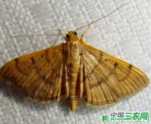 豆卷叶螟如何防治？