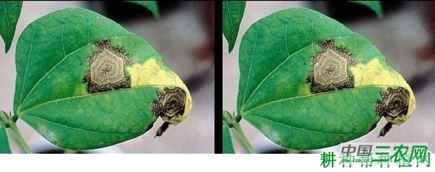 四季豆轮纹病如何防治? 四季豆轮纹病如何防治?