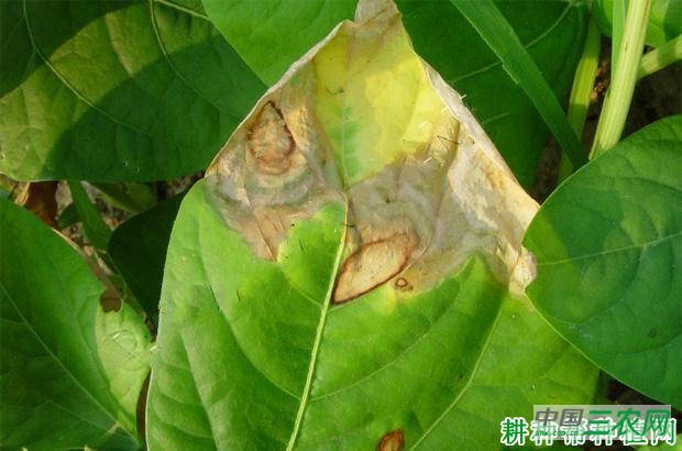 四季豆轮纹病如何防治? 四季豆轮纹病如何防治?