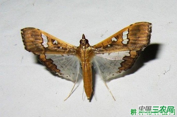 豆角如何防治豆荚螟？