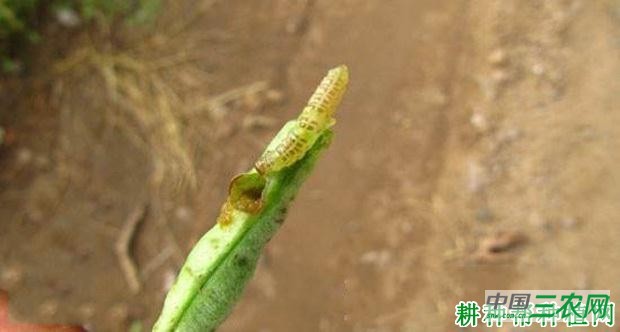 豆角如何防治豆荚螟？