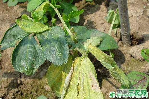 豆角枯萎病如何防治? 豆角枯萎病如何防治?