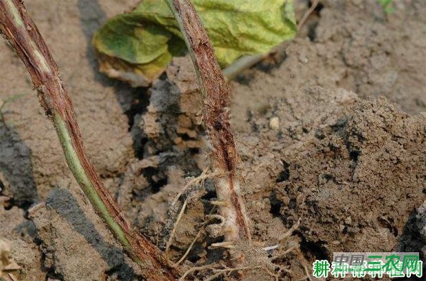 豆角枯萎病如何防治? 豆角枯萎病如何防治?