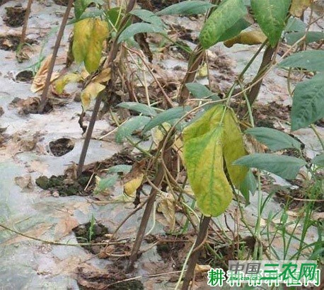 豆角枯萎病如何防治? 豆角枯萎病如何防治?
