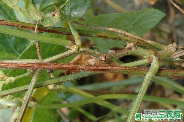 豆角枯萎病如何防治? 豆角枯萎病如何防治?