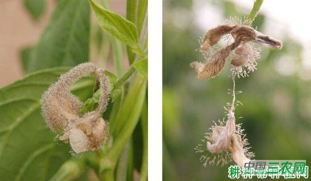 四季豆灰霉病如何防治？