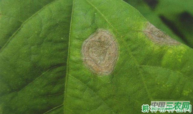 四季豆灰霉病如何防治？