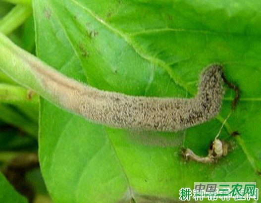四季豆灰霉病如何防治？