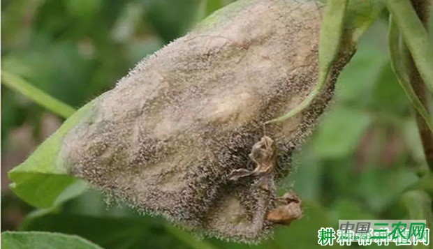 四季豆灰霉病如何防治？