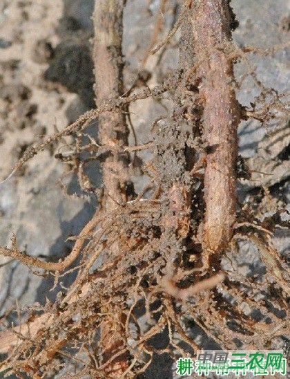 四季豆茎基腐病如何防治? 四季豆茎基腐病如何防治?